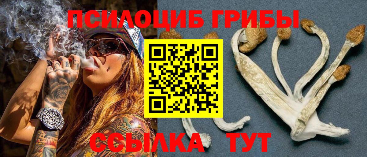 Богородицк  Галлюциногенные грибы Psilocybe  Вход с VPN 